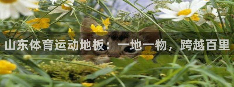 vsport体育：山东体育运动地板：一地一物，跨越百里