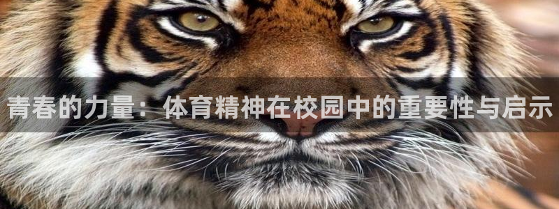 vsport体育：青春的力量：体育精神在校园中的重要性与启示